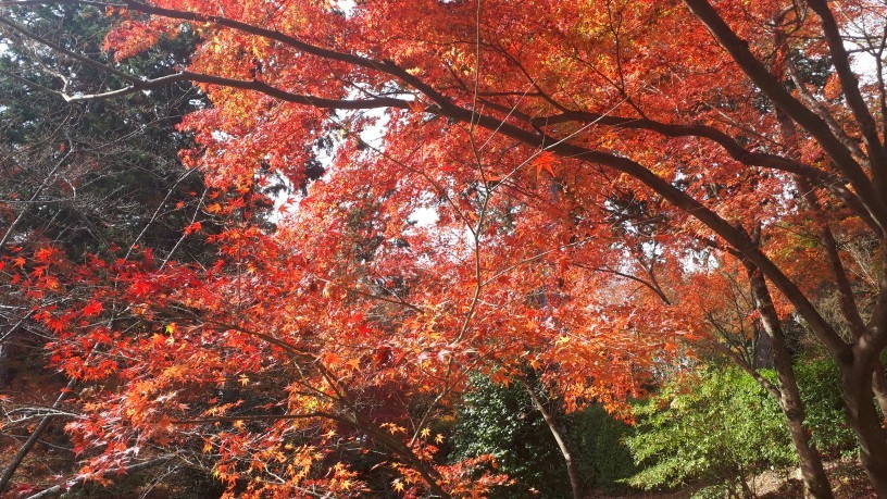 京都紅葉速報2020 三室戸寺_d0106134_22531379.jpg