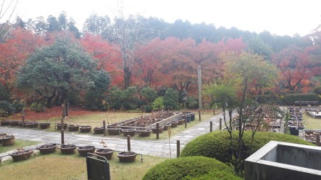 京都紅葉速報2020 三室戸寺_d0106134_22531388.jpg