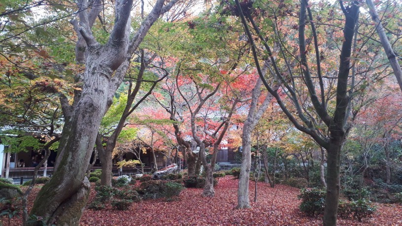 京都紅葉速報 圓光寺 京都グルメタクシー おいしい京都 京都紅葉速報 圓光寺 京都グルメタクシー おいしい京都