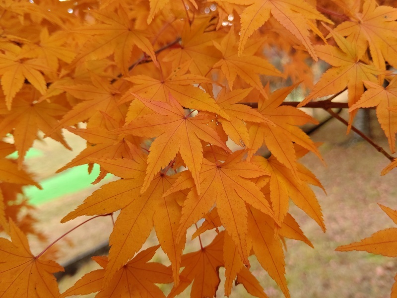 ヨドバシカメラ富士見高原研修センターの紅葉 夏秋 長野 山梨24 Emily Diary ヨドバシカメラ富士見高原研修センターの紅葉 夏秋 長野 山梨24 Emily Diary