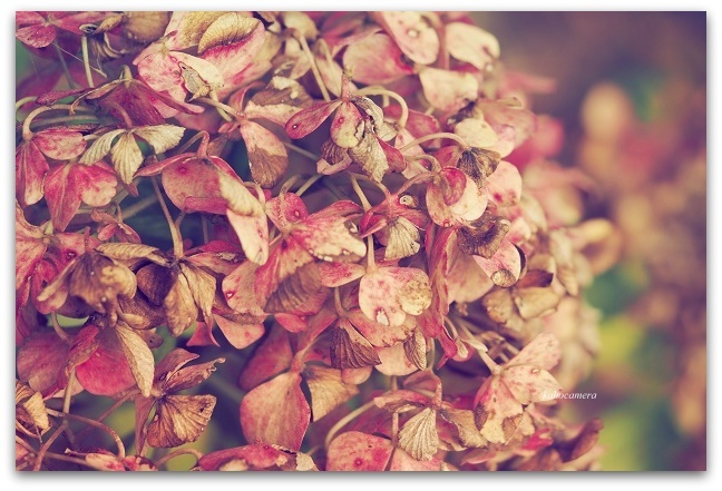 枯れ紫陽花 陽だまりcafe