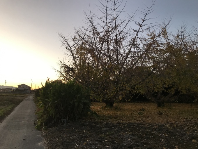鉄色の実_d0101846_07055723.jpeg