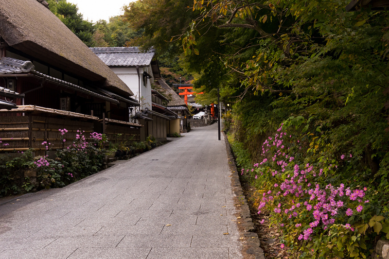 秋の花のある風景 嵯峨野 鳥居本 花景色 K W C Photoblog