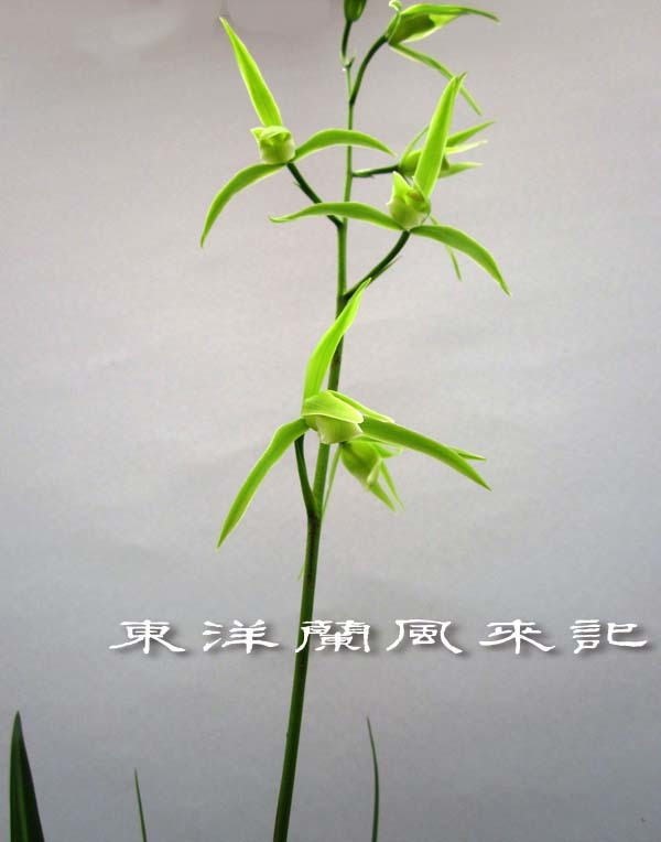 寒蘭「白妙」　　　　　　　　　　　　No.2063_d0103457_00001357.jpg