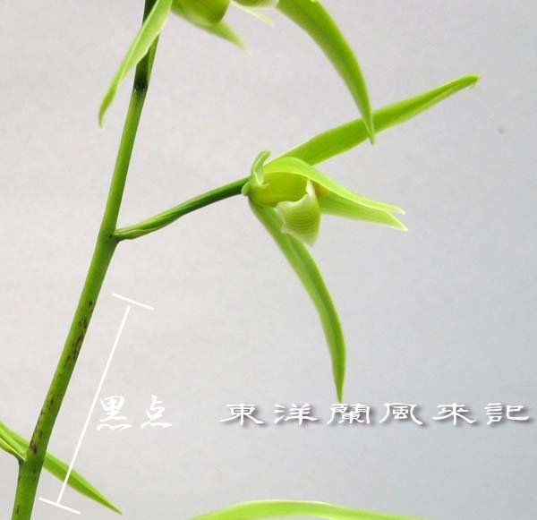 寒蘭「白妙」　　　　　　　　　　　　No.2063_d0103457_00002073.jpg