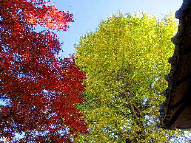 高崎 少林山達磨寺 群馬で紅葉名所ランキング第２位 ぴきょログ 軽井沢でぐーたら生活