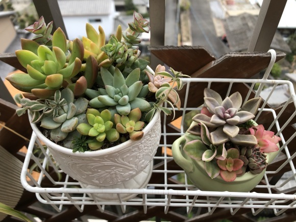 多肉植物の寄せ植えを楽しむ_f0148762_10331355.jpeg