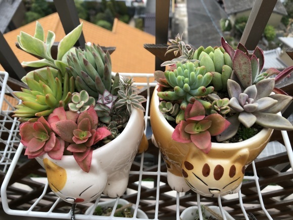 多肉植物の寄せ植えを楽しむ_f0148762_10332429.jpeg