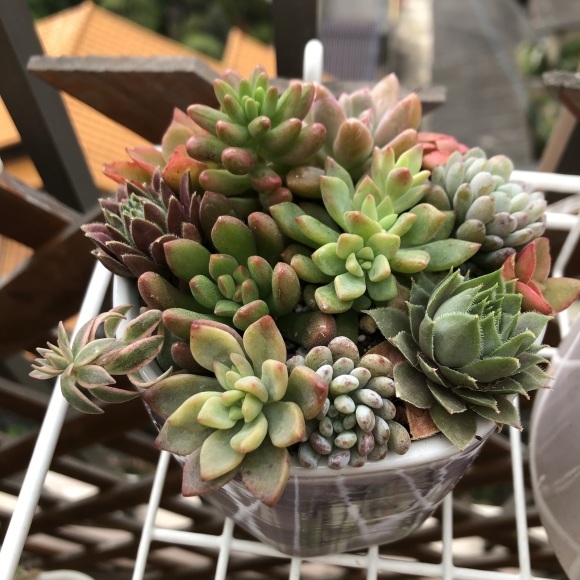多肉植物の寄せ植えを楽しむ_f0148762_10333408.jpeg