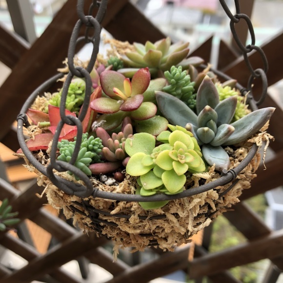 多肉植物の寄せ植えを楽しむ_f0148762_10334278.jpeg