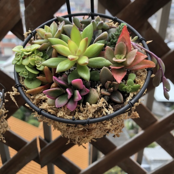 多肉植物の寄せ植えを楽しむ_f0148762_10341642.jpeg