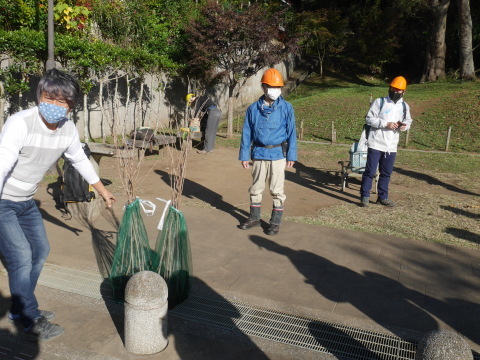 山桜30本植樹、最年少参加者は3歳：11・21六国見山手入れ（上）_c0014967_10595786.jpg