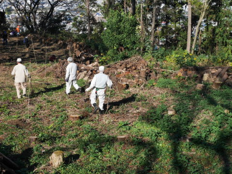 山桜30本植樹、最年少参加者は3歳：11・21六国見山手入れ（上）_c0014967_11143461.jpg