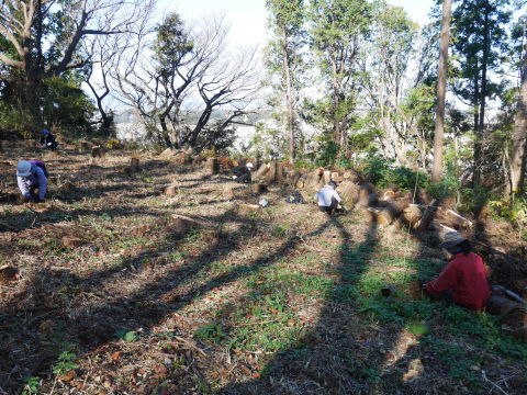 山桜30本植樹、最年少参加者は3歳：11・21六国見山手入れ（上）_c0014967_11163404.jpg