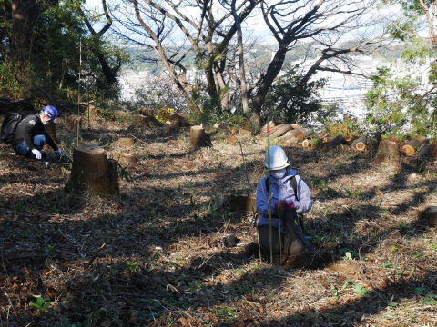 山桜30本植樹、最年少参加者は3歳：11・21六国見山手入れ（上）_c0014967_11164928.jpg