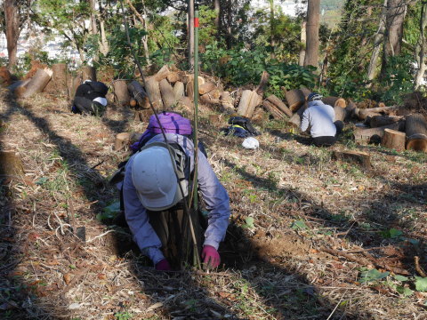 山桜30本植樹、最年少参加者は3歳：11・21六国見山手入れ（上）_c0014967_11171658.jpg