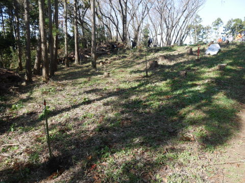 山桜30本植樹、最年少参加者は3歳：11・21六国見山手入れ（上）_c0014967_11194414.jpg