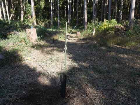 山桜30本植樹、最年少参加者は3歳：11・21六国見山手入れ（上）_c0014967_11204573.jpg