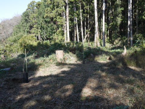山桜30本植樹、最年少参加者は3歳：11・21六国見山手入れ（上）_c0014967_11205769.jpg