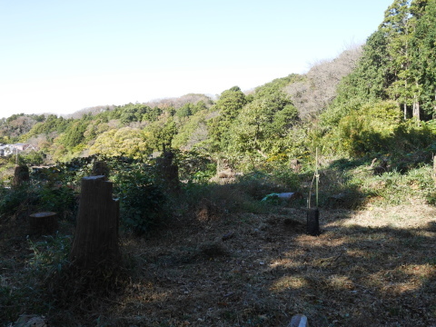 山桜30本植樹、最年少参加者は3歳：11・21六国見山手入れ（上）_c0014967_11210748.jpg