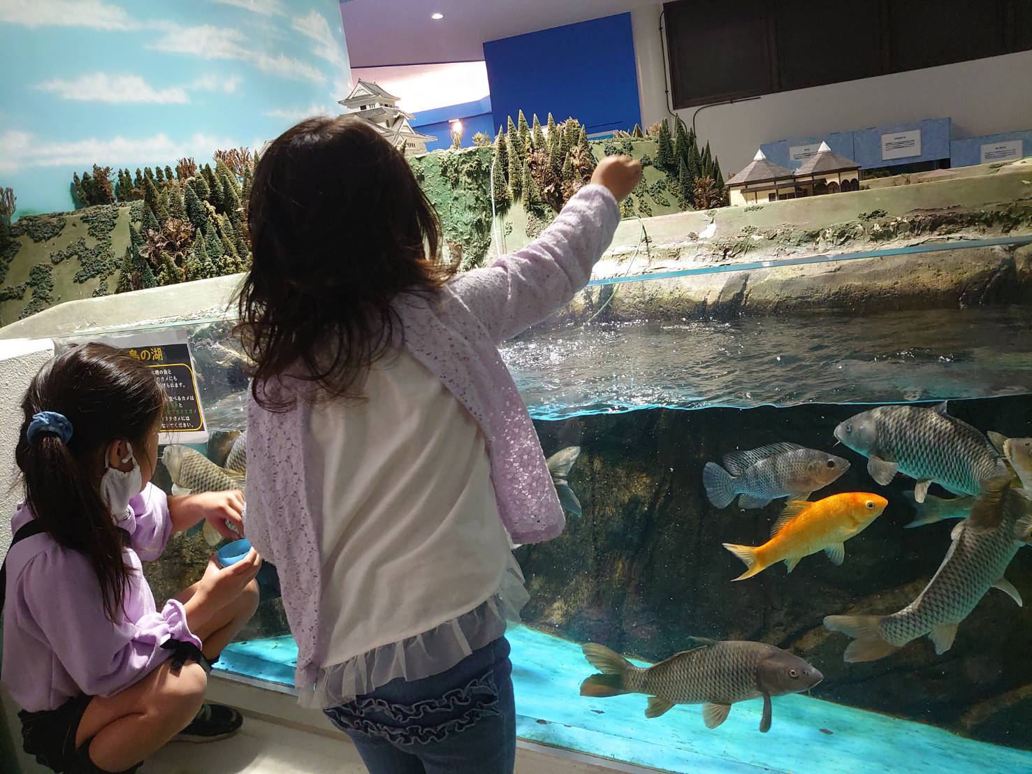 かすみがうら市 かすみがうら市水族館 2 生き物達 裕介のブログ かすみがうら市 かすみがうら市水族館 2 生き物達 裕介のブログ