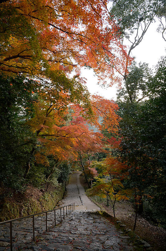 2020京都の紅葉・高雄　神護寺_f0032011_17175594.jpg