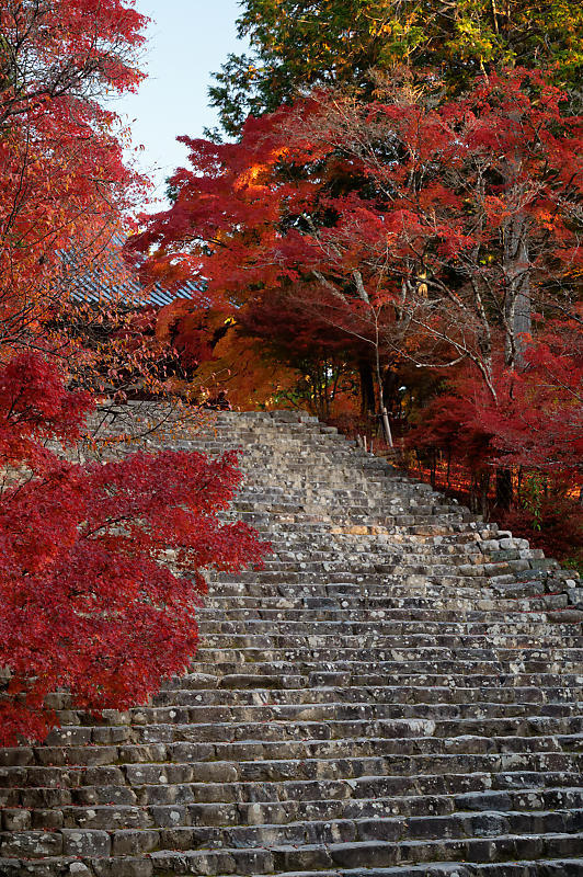 2020京都の紅葉・高雄　神護寺_f0032011_17175618.jpg