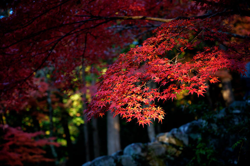 2020京都の紅葉・高雄　神護寺_f0032011_17175681.jpg