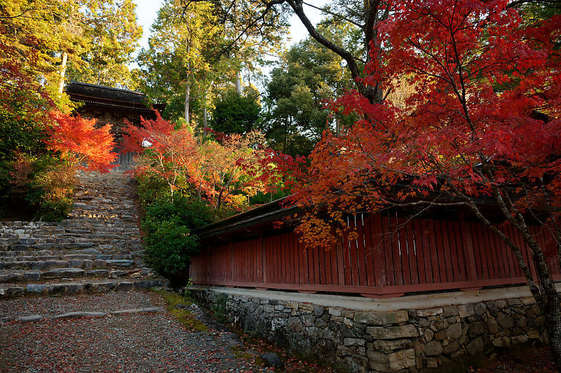 2020京都の紅葉・高雄　神護寺_f0032011_17175761.jpg