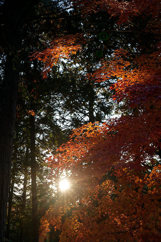 2020京都の紅葉・高雄　神護寺_f0032011_17195167.jpg