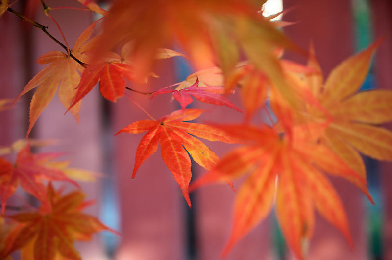 2020京都の紅葉・高雄　神護寺_f0032011_17195185.jpg