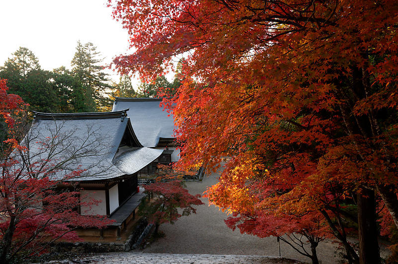 2020京都の紅葉・高雄　神護寺_f0032011_17225624.jpg