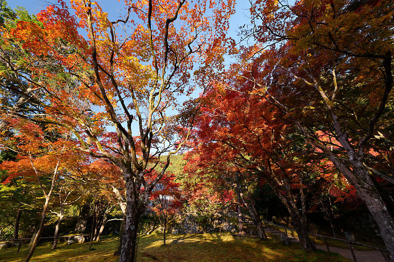 2020京都の紅葉・高雄　神護寺_f0032011_17225720.jpg