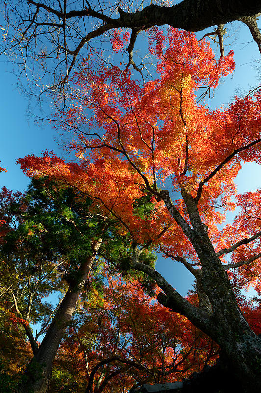 2020京都の紅葉・高雄　神護寺_f0032011_17225755.jpg