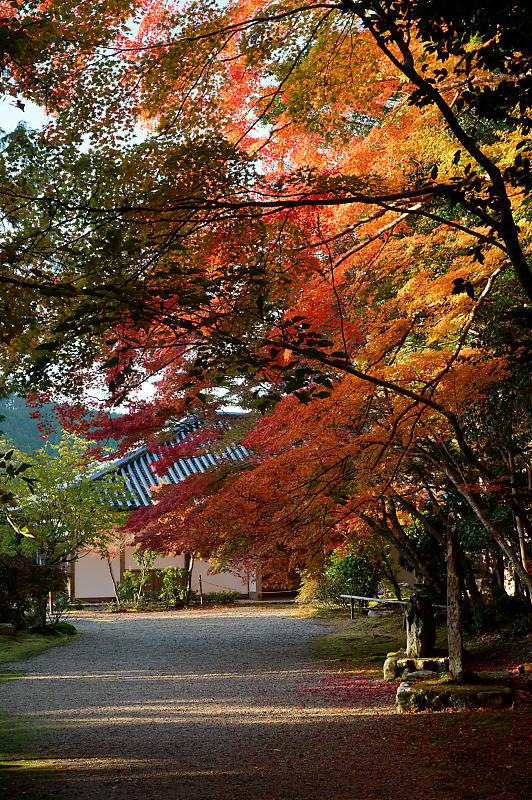 2020京都の紅葉・高雄　神護寺_f0032011_17225797.jpg