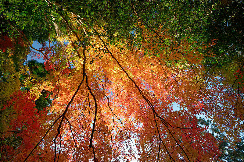 2020京都の紅葉・高雄　神護寺_f0032011_17225825.jpg