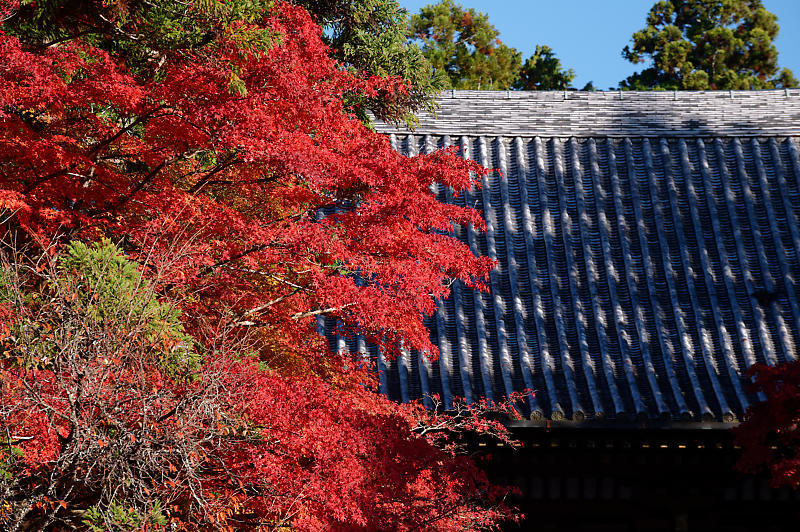 2020京都の紅葉・高雄　神護寺_f0032011_17225867.jpg