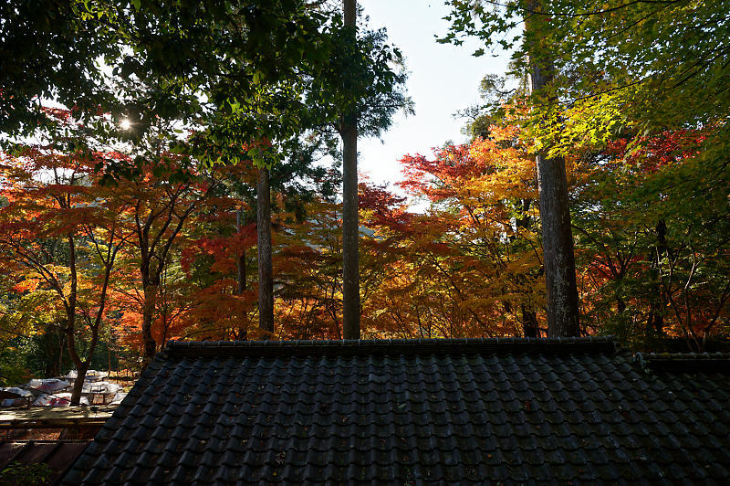 2020京都の紅葉・高雄　神護寺_f0032011_17242501.jpg