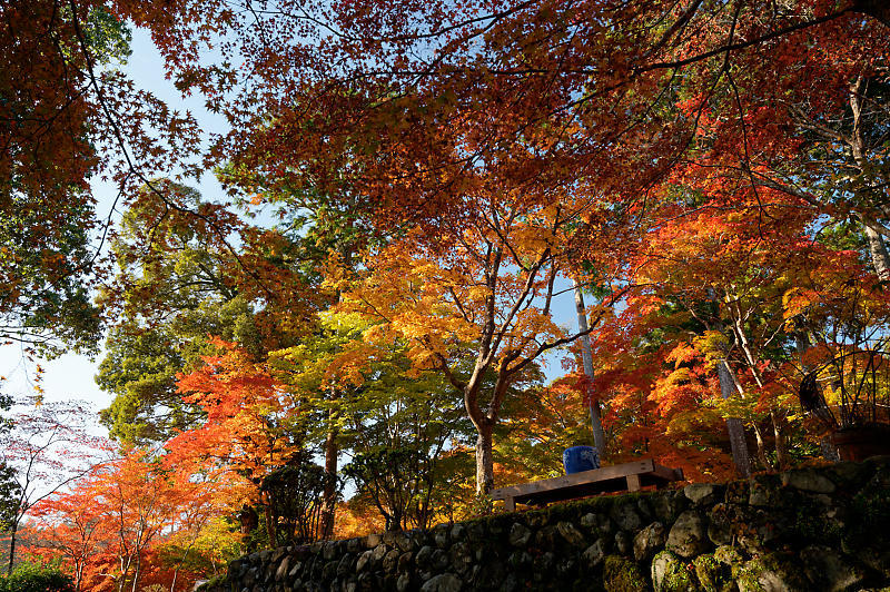 2020京都の紅葉・高雄　神護寺_f0032011_17242623.jpg