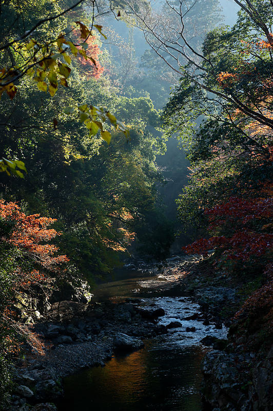 2020京都の紅葉・高雄　神護寺_f0032011_17242714.jpg