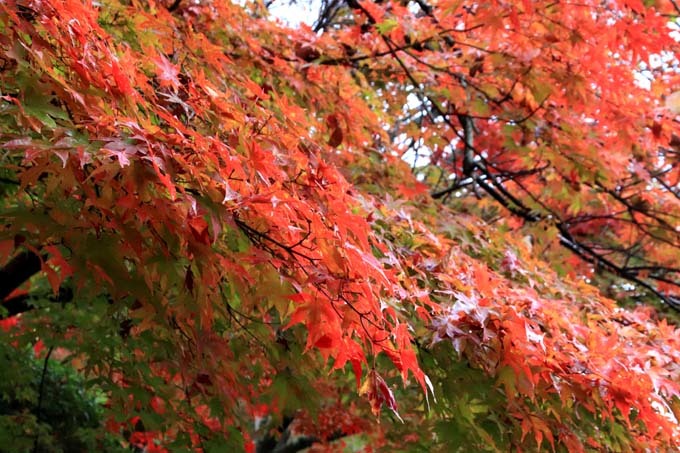 龍安寺　紅葉の盛り_e0048413_21043753.jpg