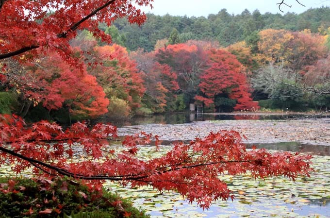龍安寺　紅葉の盛り_e0048413_21044505.jpg