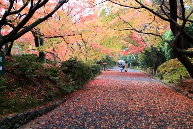 龍安寺　紅葉の盛り_e0048413_21051040.jpg