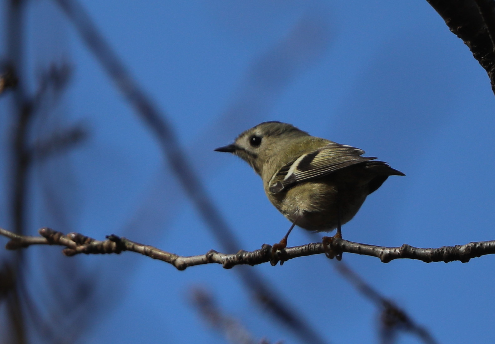 Mfの森で小鳥のキクイタダキ見られました 私の鳥撮り散歩