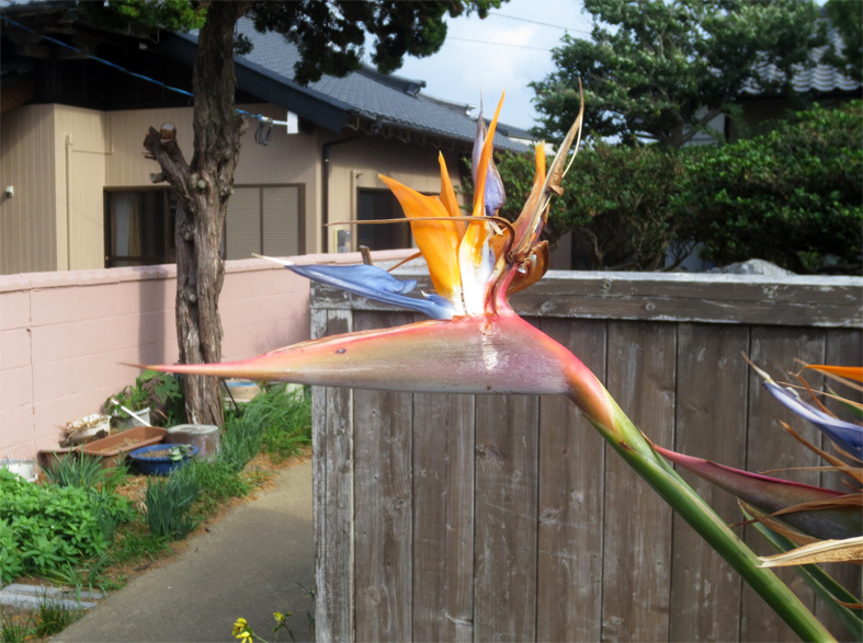 ■朝鮮通信使の碇泊地・相島(あいのしま/新宮町)へ_d0190217_22350687.jpg