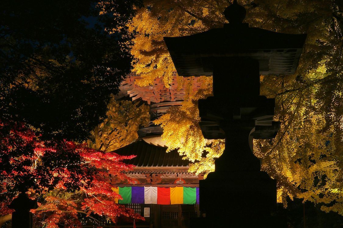 足利あかり(灯)物語(2)・・・紅葉の鑁阿寺静夜_a0031821_21301401.jpg