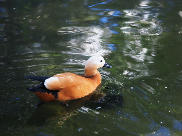 『鳥の楽園』にも寄った！_d0386926_09291974.jpg