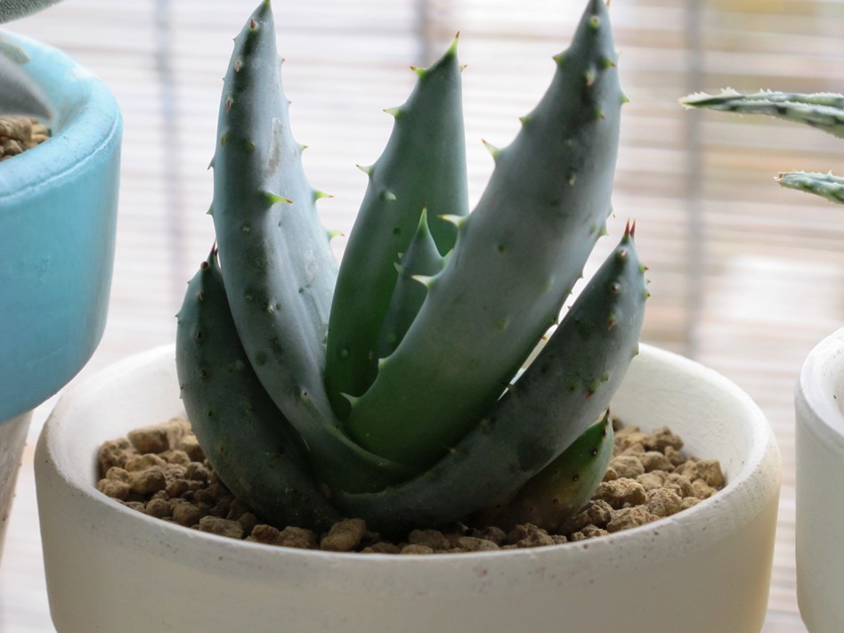 Aloe reitzii : 半夏堂花鳥風月