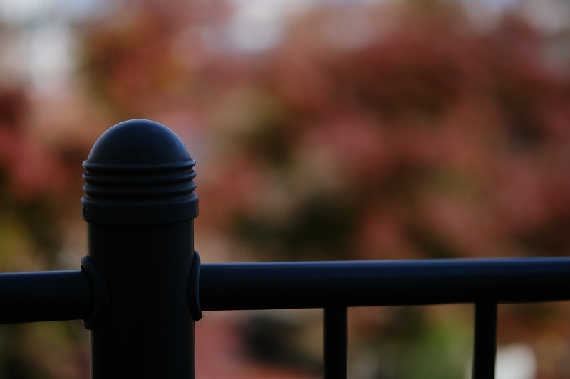 XF50mm/1.0+FUJIFILM X-T4　滝野川　染井　初冬の散歩_f0050534_22334794.jpg