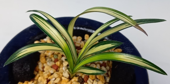 韓国春蘭 (仮)大皇 : 蘭万園日記